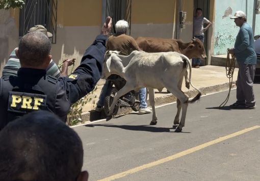 Criador de animais é flagrado tentando impedir ação da PRF durante apreensão de gado em São Raimundo Nonato
