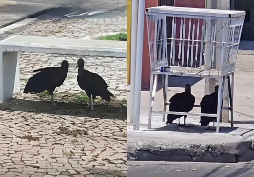 Com calor escaldante, urubus são flagrados se protegendo do sol em Teresina